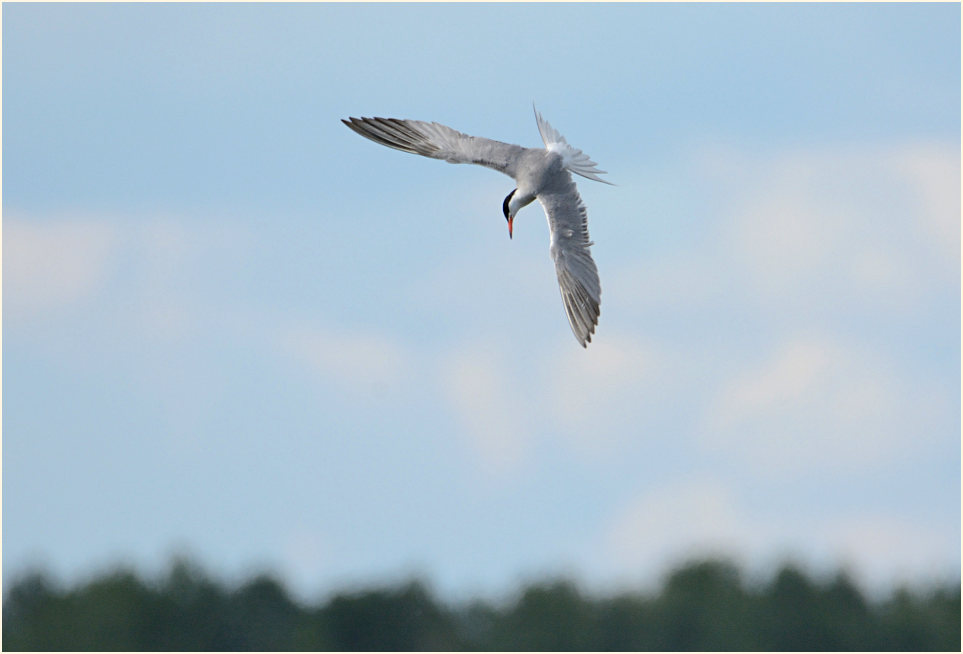 Flußseeschwalbe, Bislicher Insel