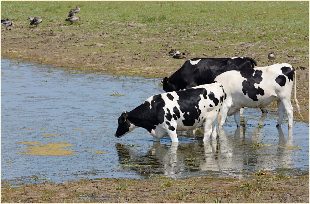 Kühe, Bislicher Insel