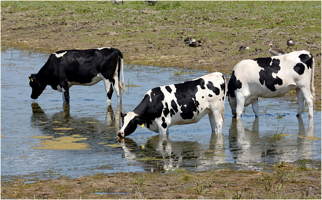 Kühe, Bislicher Insel