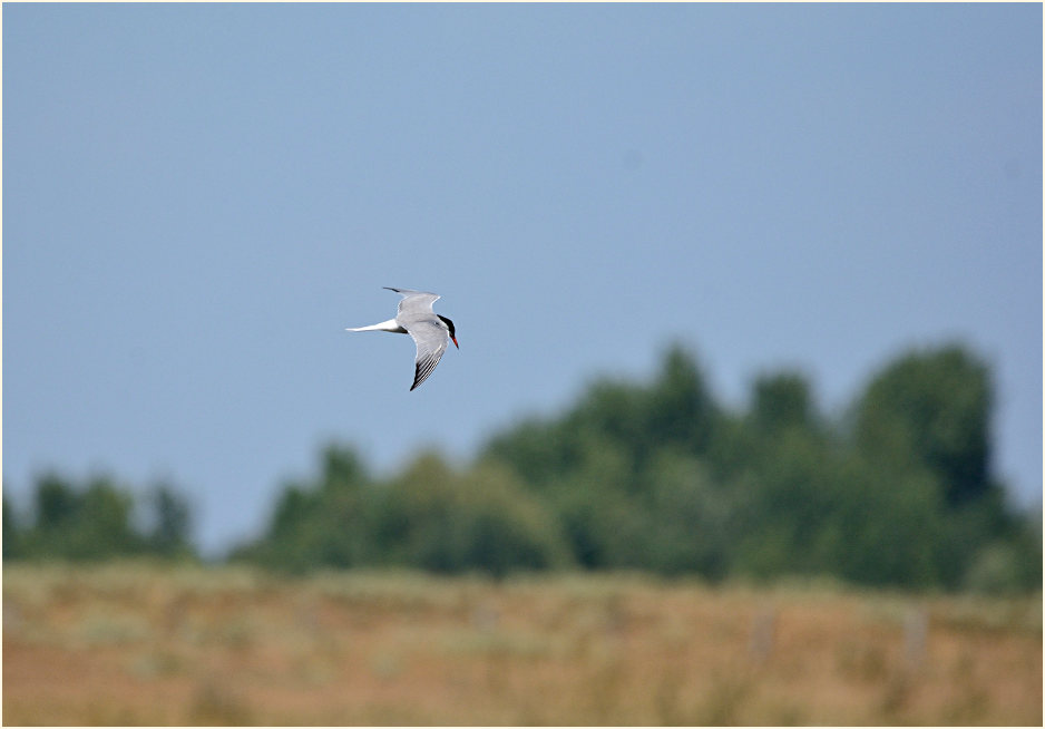Flußseeschwalbe, Bislicher Insel