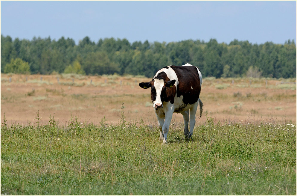 Kuh, Bislicher Insel