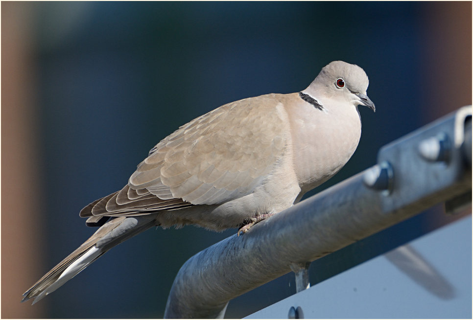 Türkentaube, Bislicher Insel