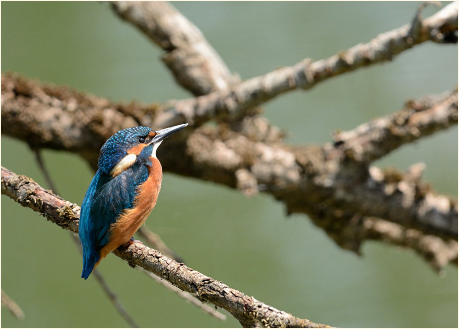 Eisvogel, Bislicher Insel