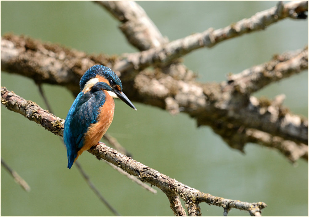 Eisvogel, Bislicher Insel