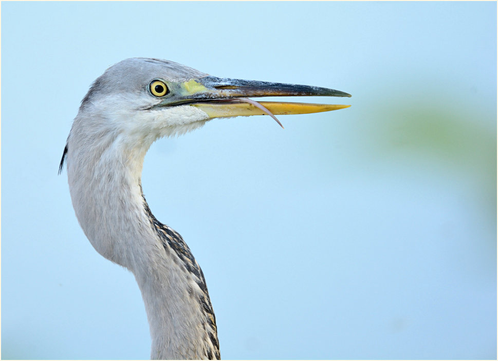 Graureiher, Bislicher Insel