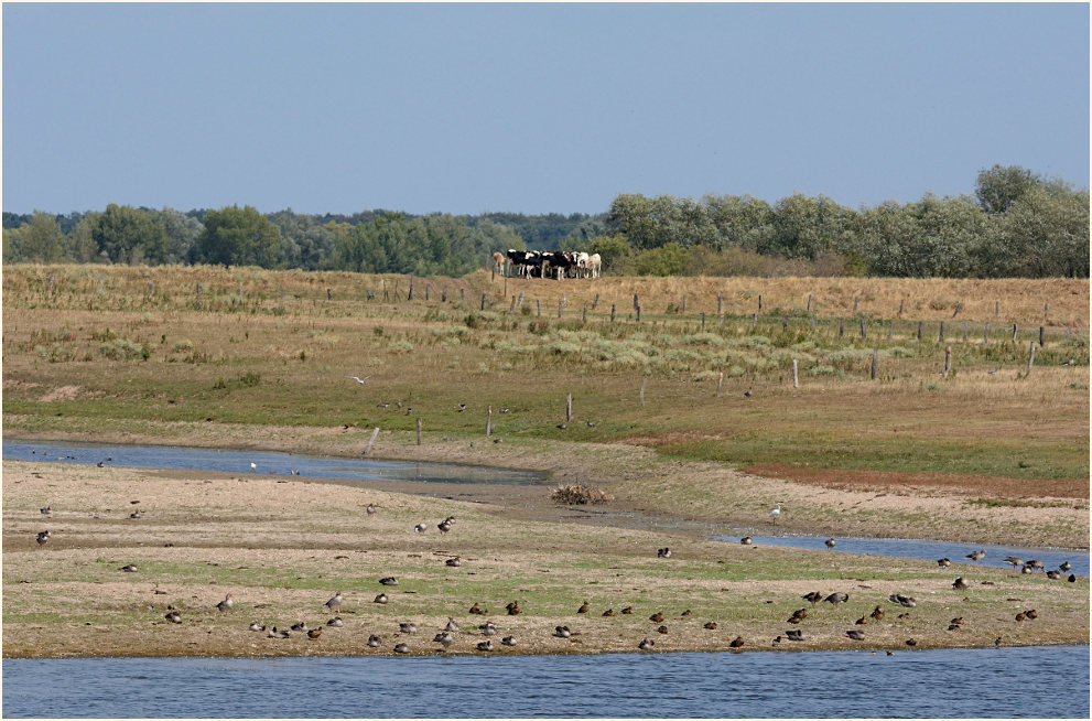 Flutmulde Bislicher Insel Xanten