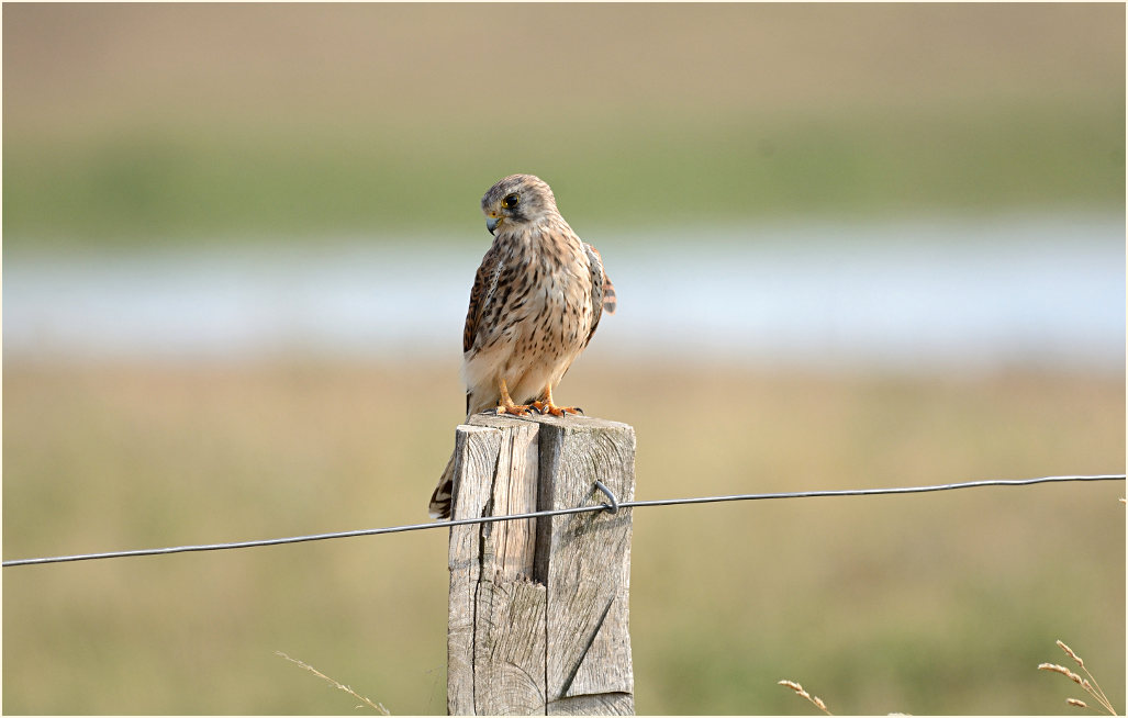 Turmfalke Bislicher Insel Xanten