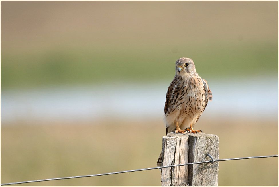 Turmfalke Bislicher Insel Xanten