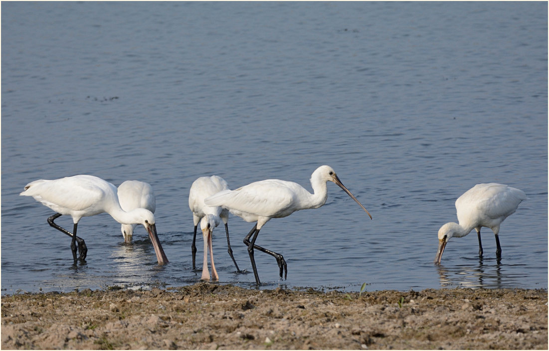 Löffler Bislicher Insel Xanten