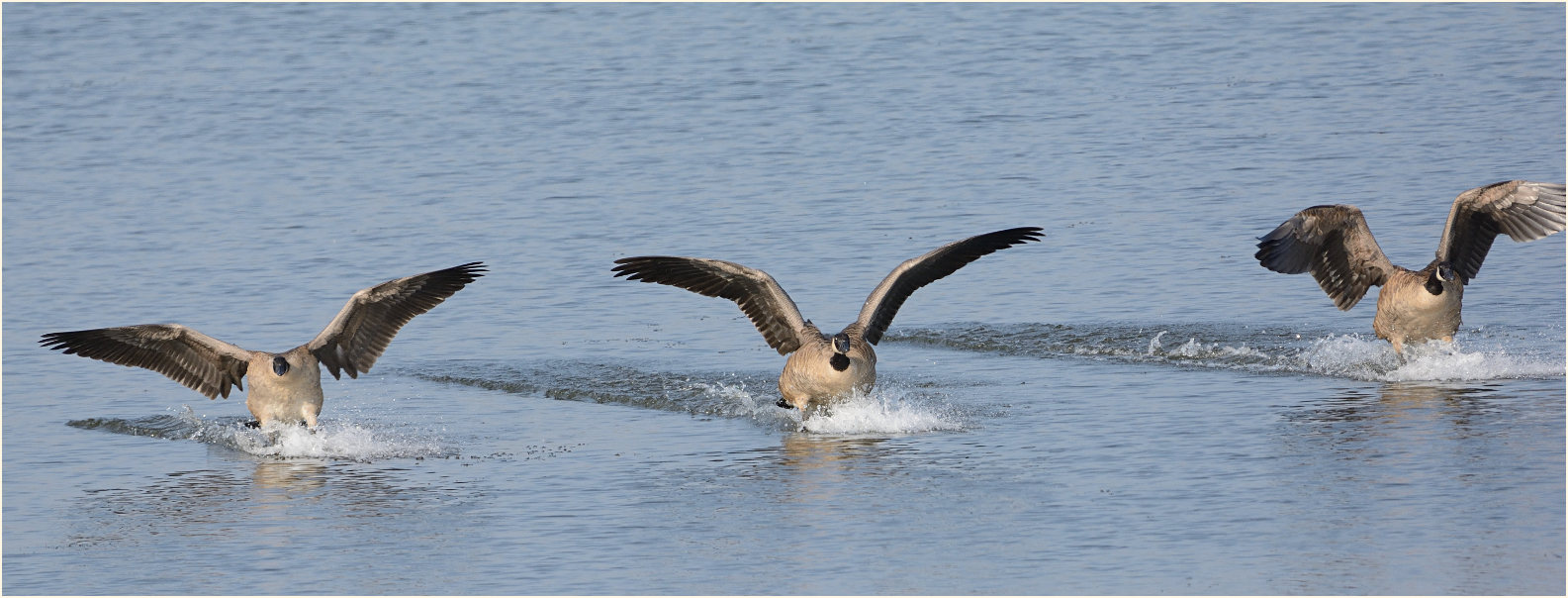 Kanadagänse, Bislicher Insel Xanten