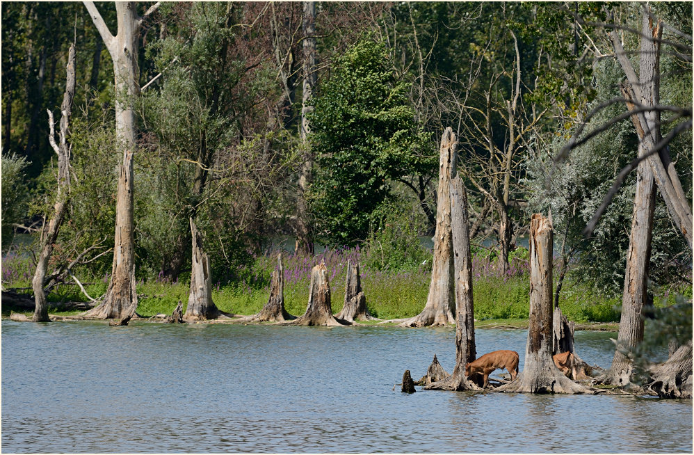 Bislicher Insel Xanten