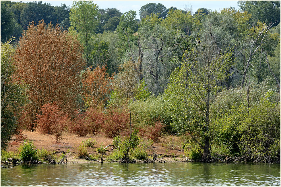 Bislicher Insel Xanten