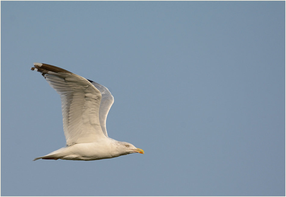 Silbermöwe, Bislicher Insel Xanten