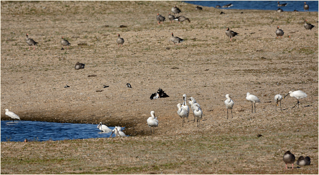 Löffler, Bislicher Insel Xanten