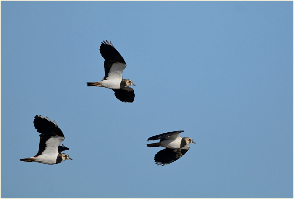 Kiebitze, Bislicher Insel Xanten