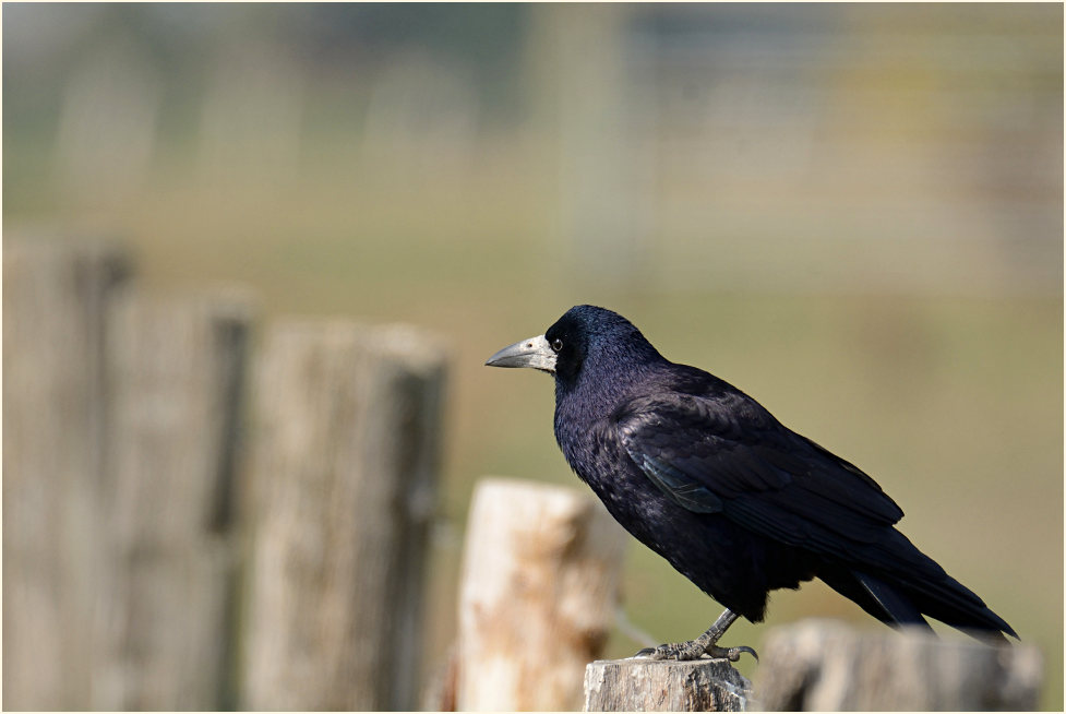 Saatkrähe, Bislicher Insel Xanten
