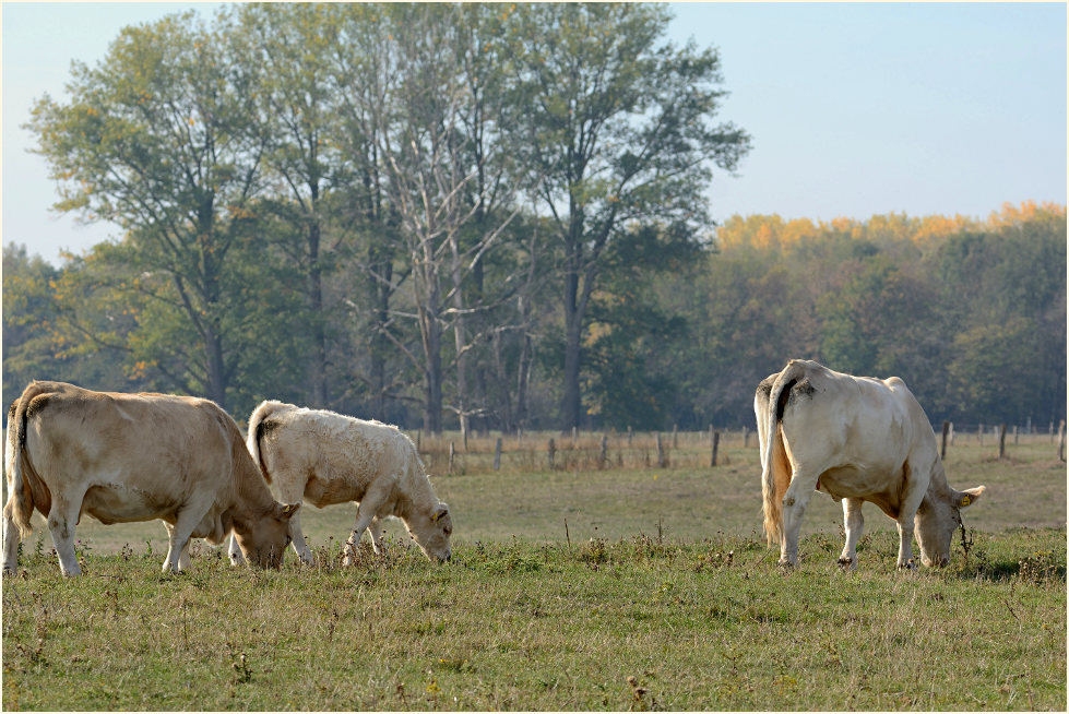 Rinder, Bislicher Insel Xanten