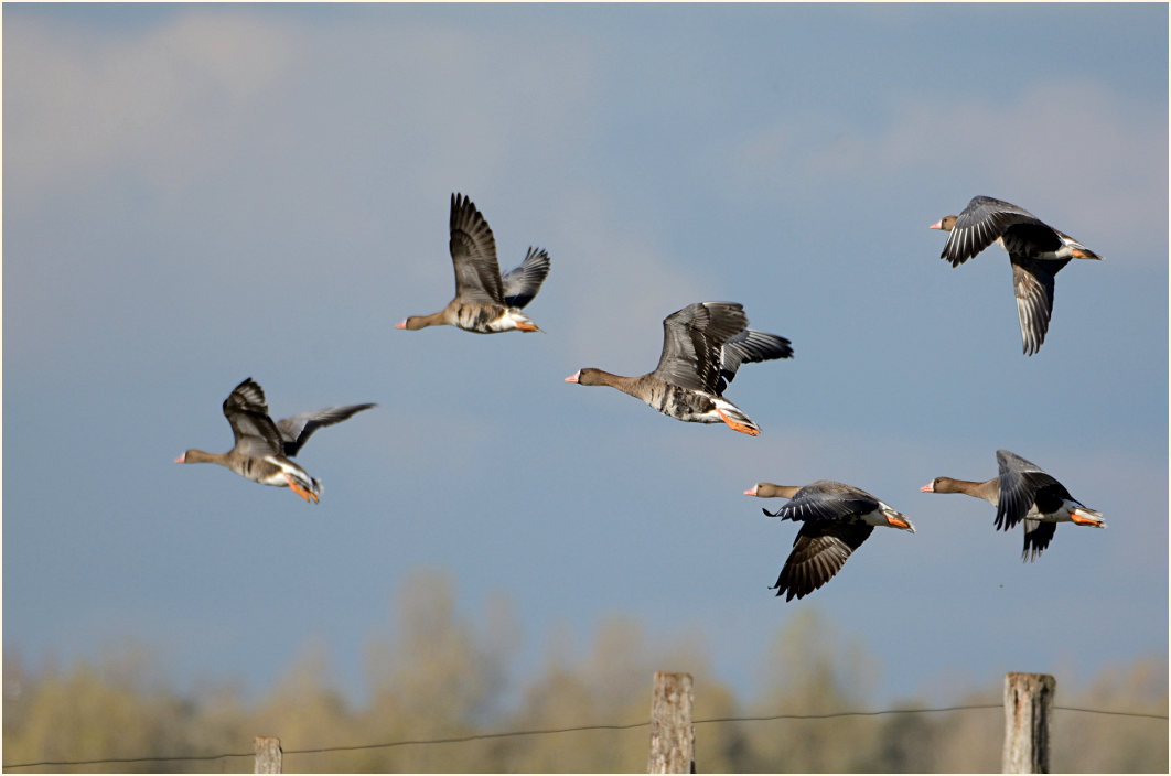 Bläßgänse, Bislicher Insel Xanten