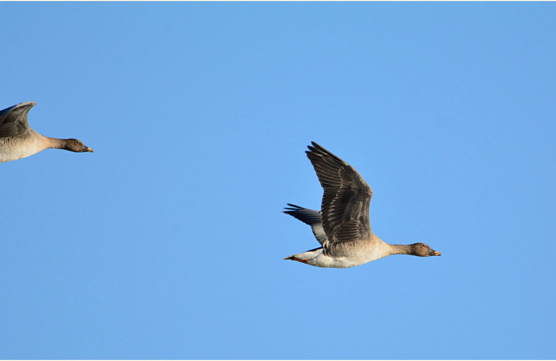 Saatgänse, Bislicher Insel Xanten