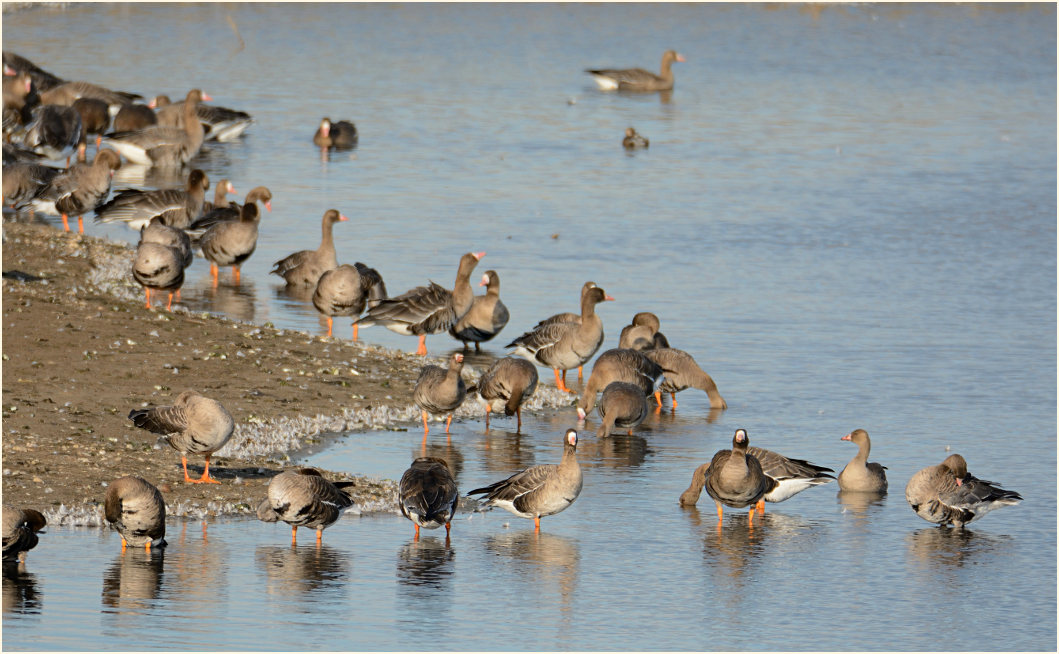 Bläßgänse, Bislicher Insel Xanten