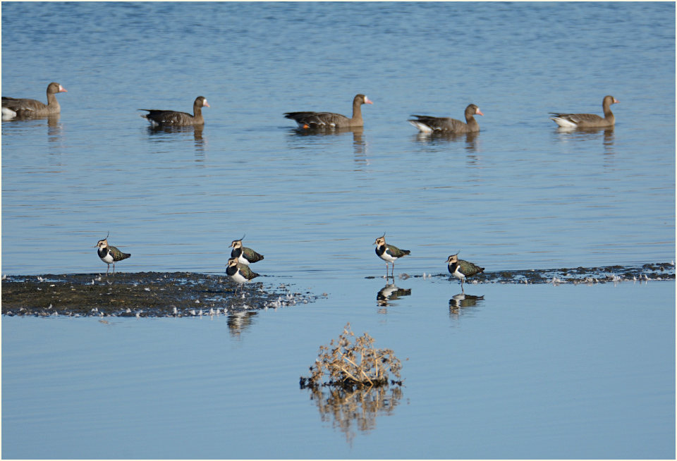 Kiebitze und Bläßgänse, Bislicher Insel Xanten