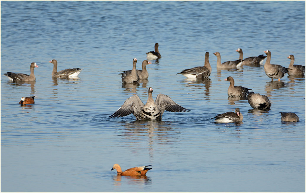 Bläßgänse, Bislicher Insel Xanten