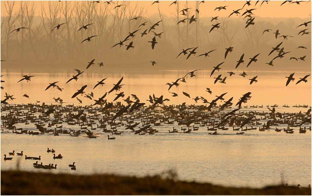 Abendliche Flutmulde, Bislicher Insel Xanten