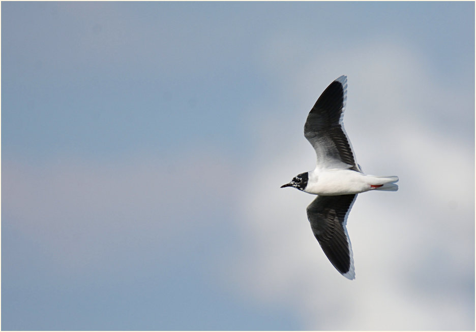 Zwergmöwe (Hydrocoloeus minutus)