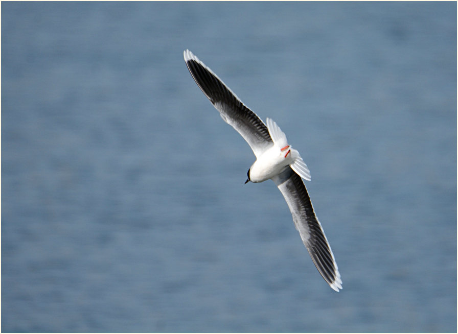 Zwergmöwe (Hydrocoloeus minutus)