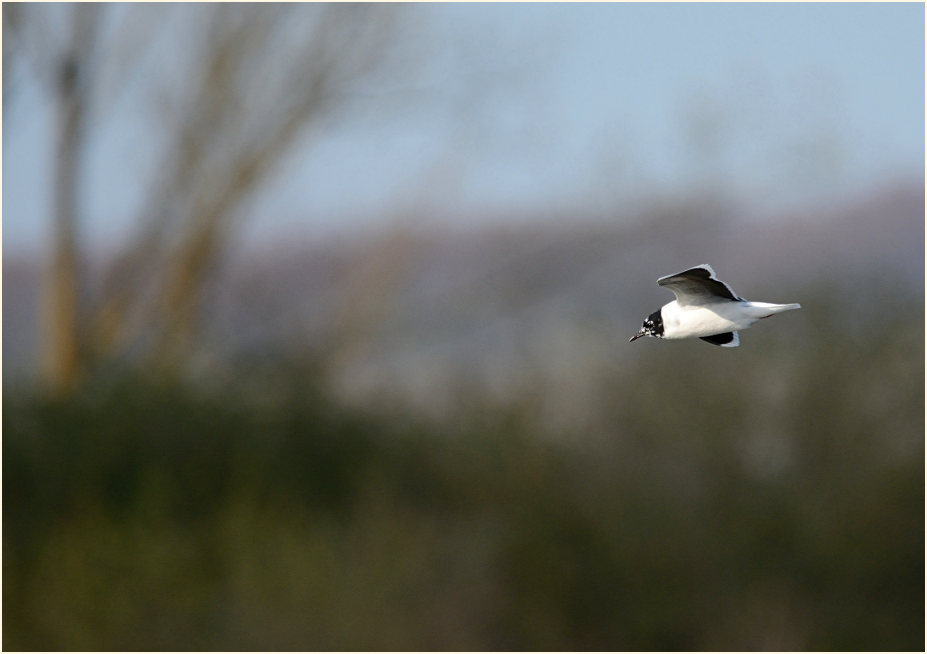 Zwergmöwe (Hydrocoloeus minutus)