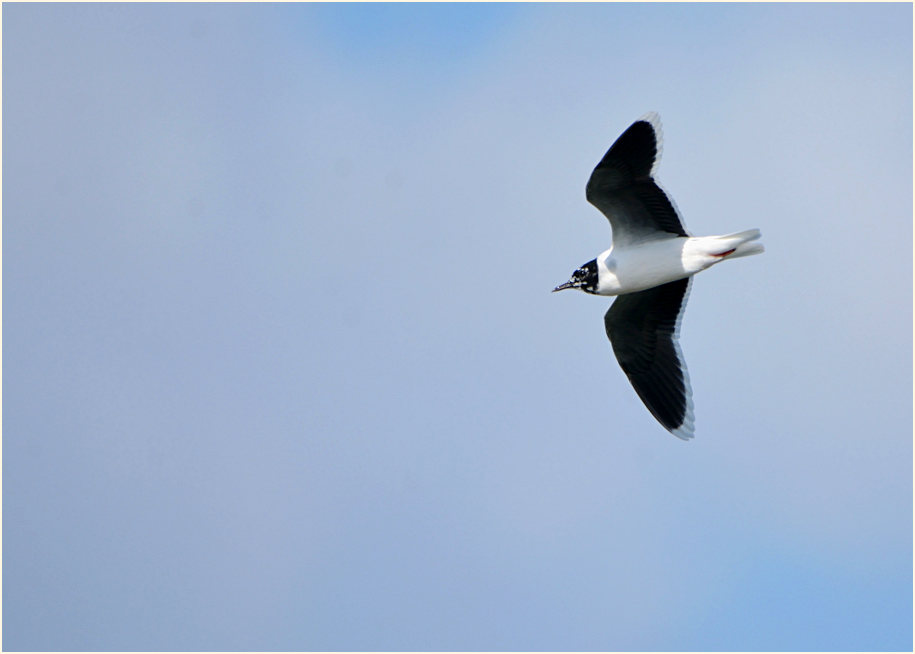 Zwergmöwe (Hydrocoloeus minutus)