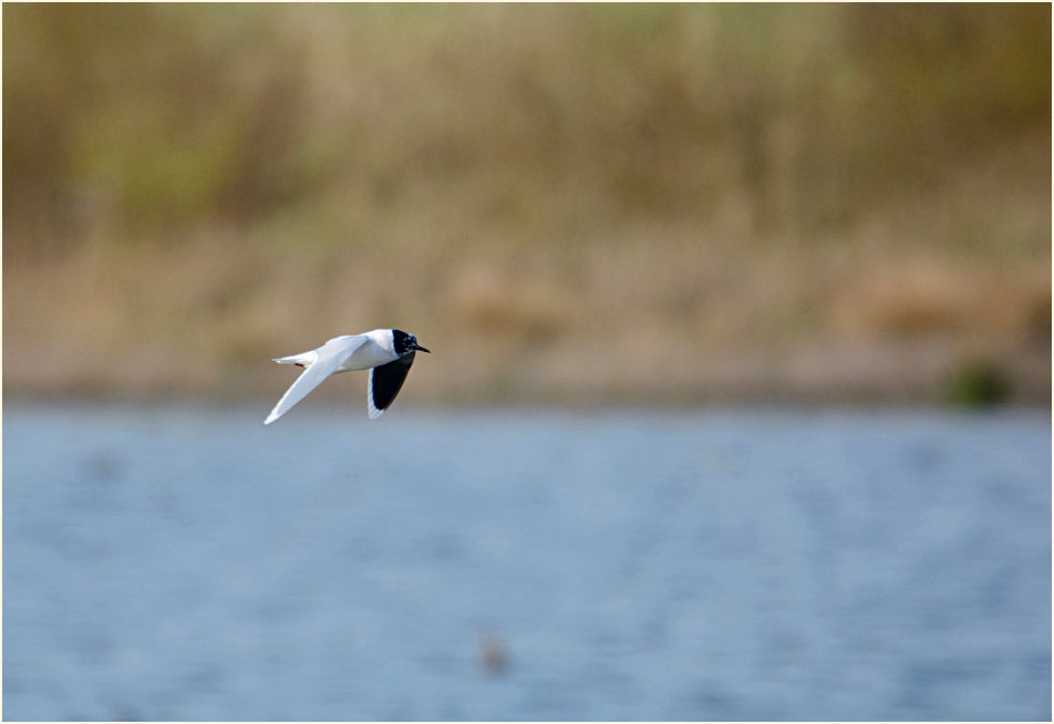 Zwergmöwe (Hydrocoloeus minutus)