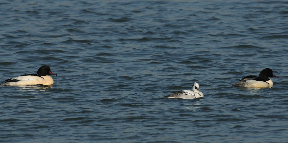 Zwergsäger (Mergus albellus)