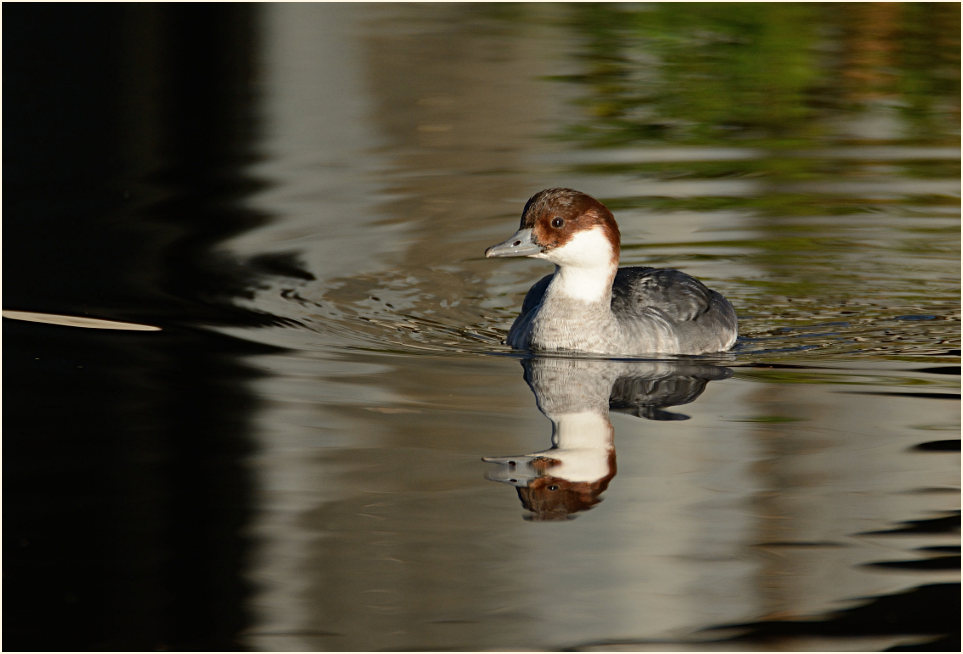 Zwergsäger (Mergus albellus)