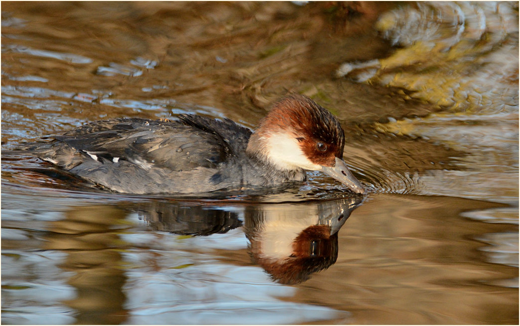 Zwergsäger (Mergus albellus)