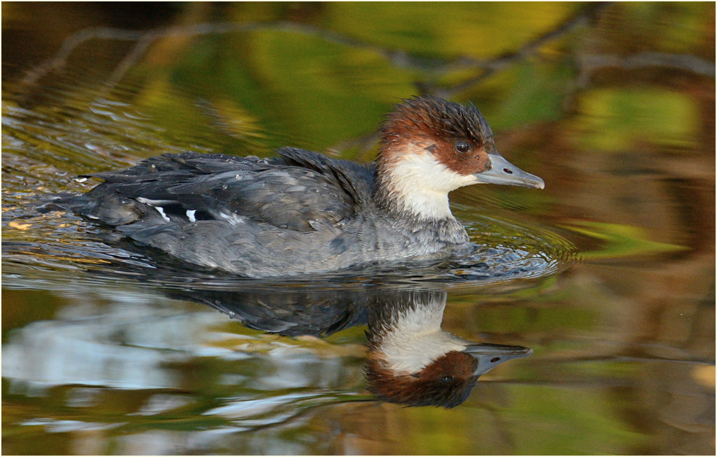 Zwergsäger (Mergus albellus)