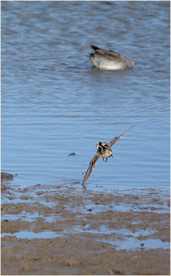 Zwergstrandläufer (Calidris minuta)