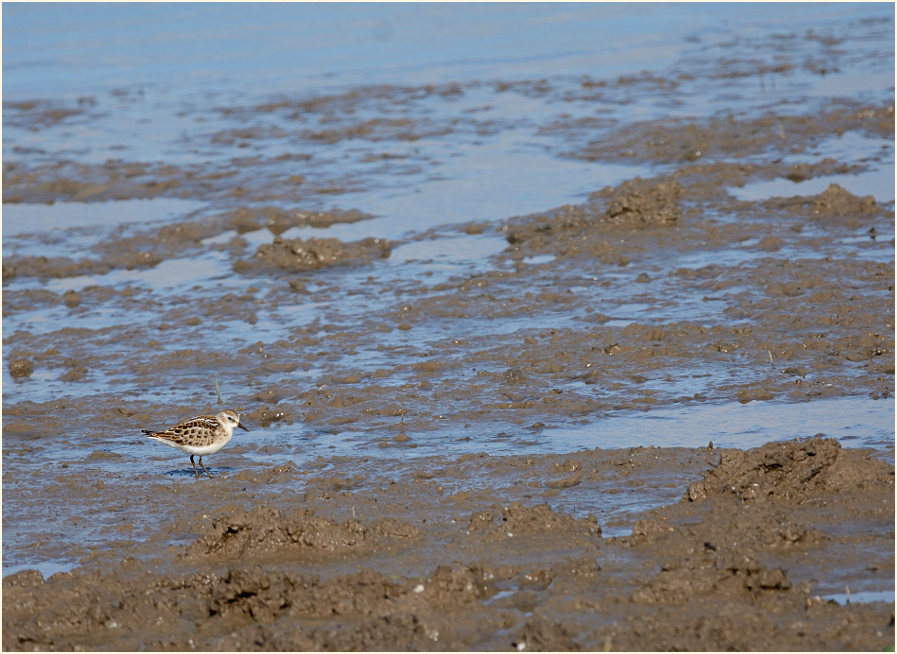Zwergstrandläufer (Calidris minuta)