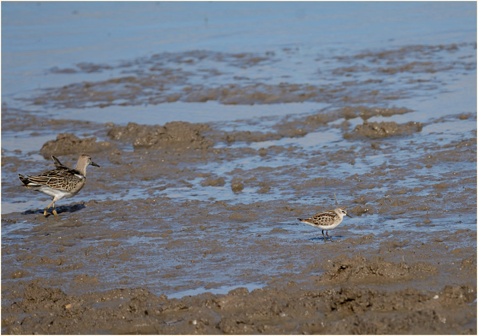 Zwergstrandläufer (Calidris minuta)