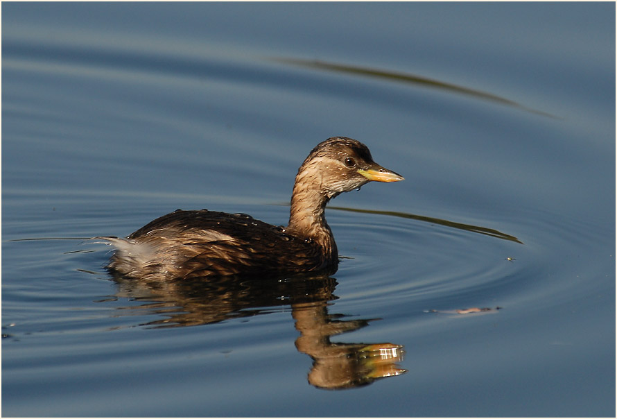 Zwergtaucher (Tachybaptus ruficollis)