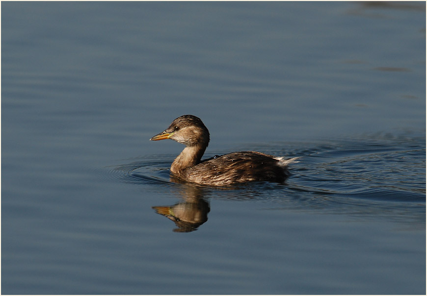 Zwergtaucher (Tachybaptus ruficollis)