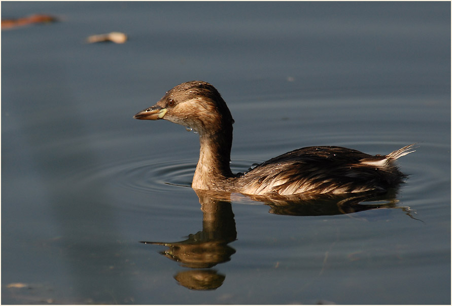 Zwergtaucher (Tachybaptus ruficollis)