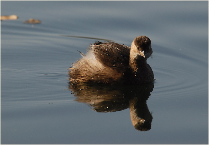 Zwergtaucher (Tachybaptus ruficollis)