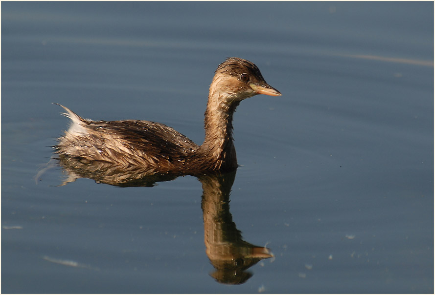 Zwergtaucher (Tachybaptus ruficollis)