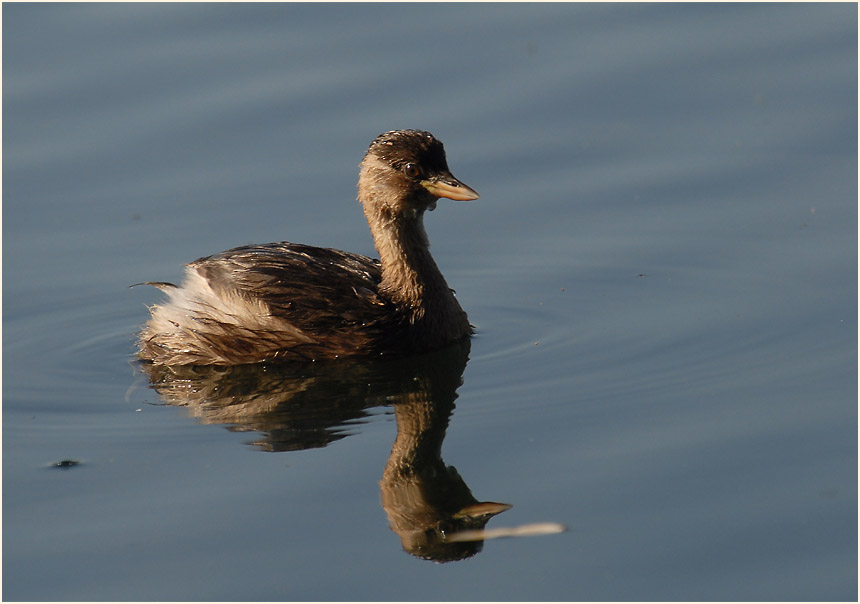 Zwergtaucher (Tachybaptus ruficollis)