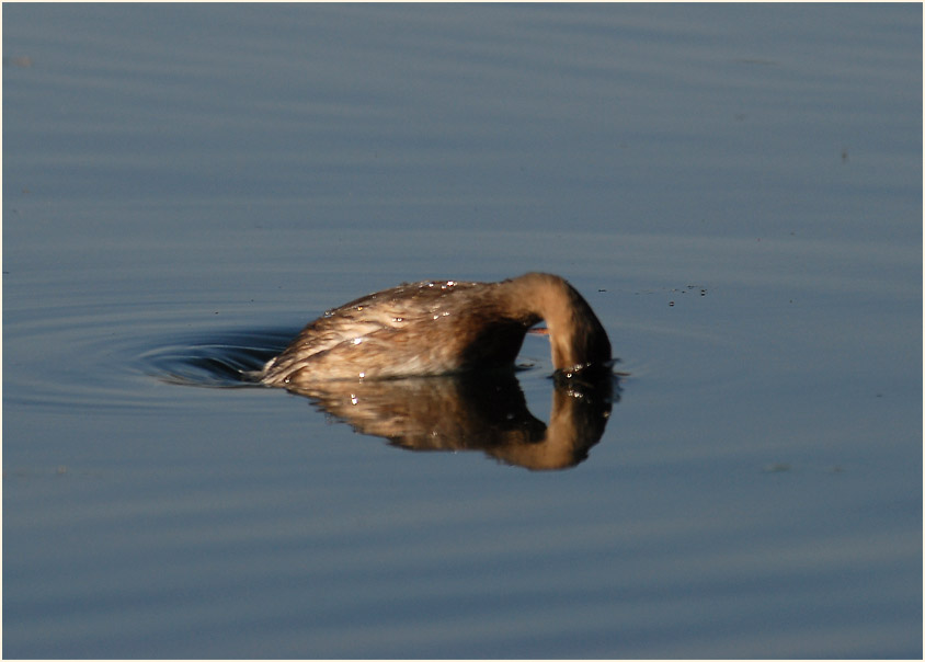 Zwergtaucher (Tachybaptus ruficollis)