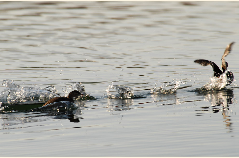 Zwergtaucher (Tachybaptus ruficollis)