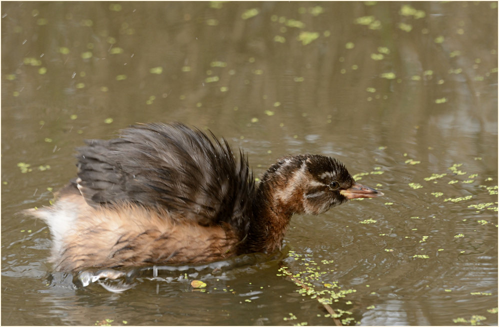 Zwergtaucher (Tachybaptus ruficollis)