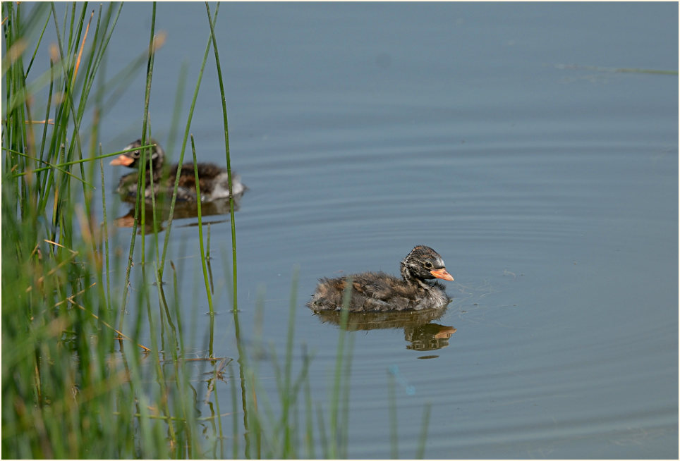 Zwergtaucher (Tachybaptus ruficollis)