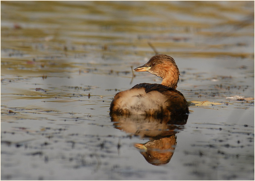 Zwergtaucher (Tachybaptus ruficollis)